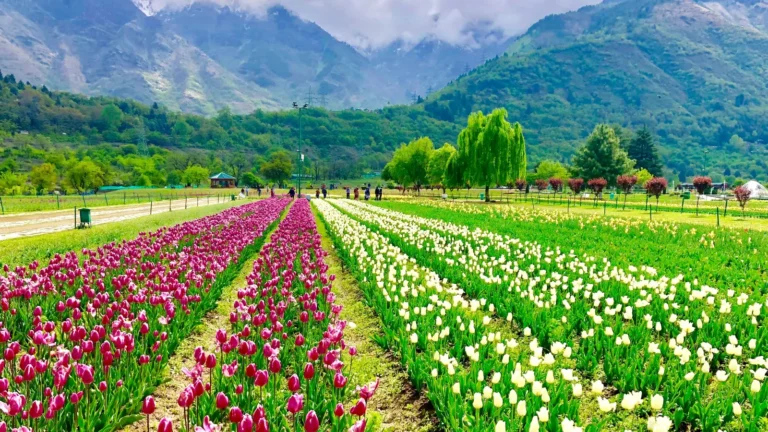 tulip garden